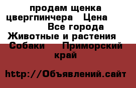 продам щенка цвергпинчера › Цена ­ 15 000 - Все города Животные и растения » Собаки   . Приморский край